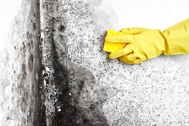 Best Localized Mold Remediation (e.g., coastal areas, humid climates) in Cheyenne, WY