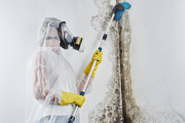 Best White Mold Remediation in Cheyenne, WY
