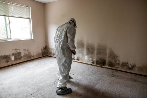 Best Black Mold Remediation in Cheyenne, WY