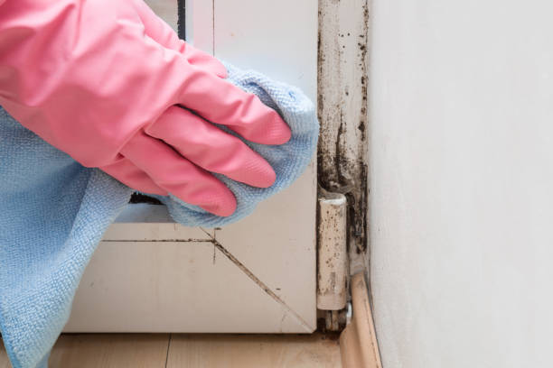 Best Bathroom Mold Remediation in Cheyenne, WY